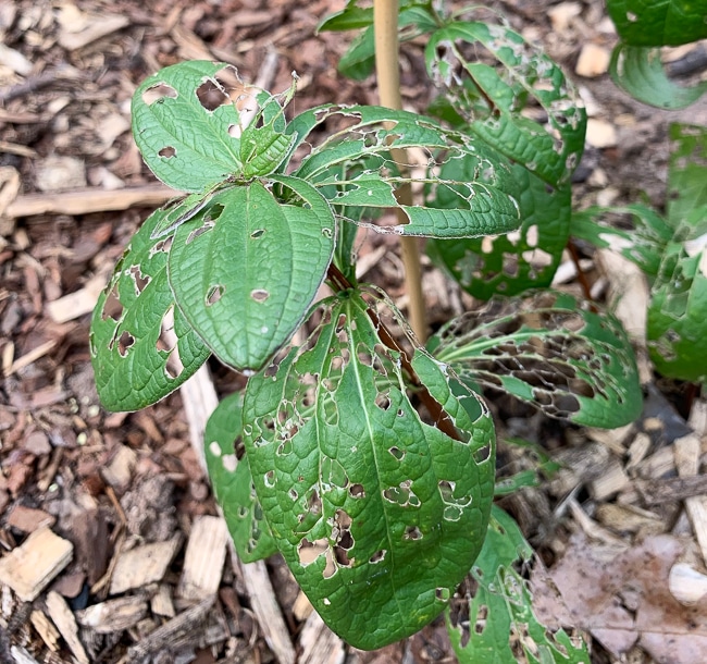 clematis slug damage