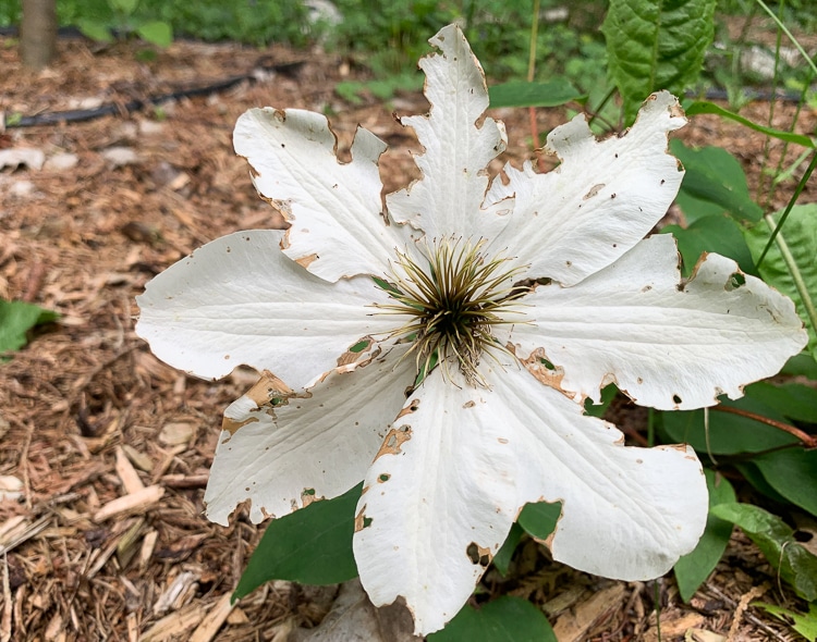 slug damage clematis