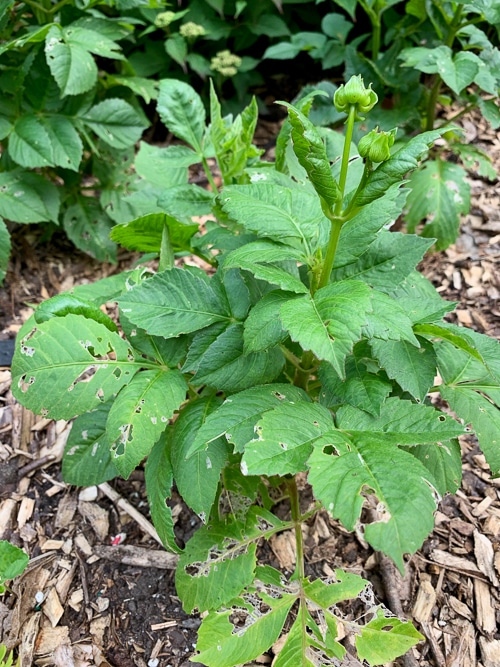 slug damage on dahlia