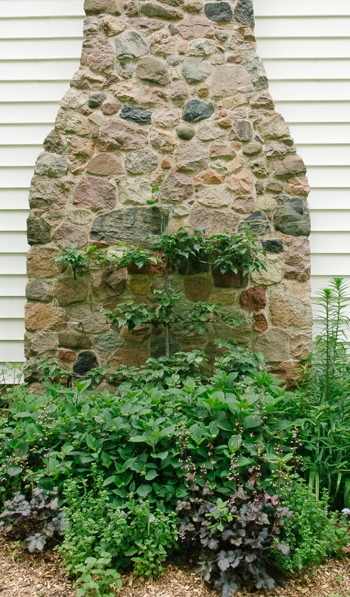 Asian pear espalier