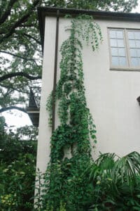 tree vine espalier