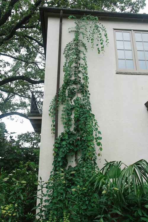 tree vine espalier