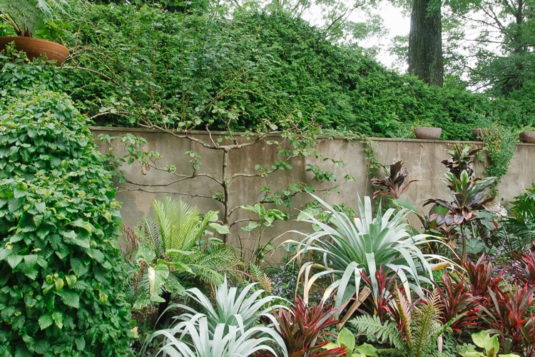 chanticleer espalier