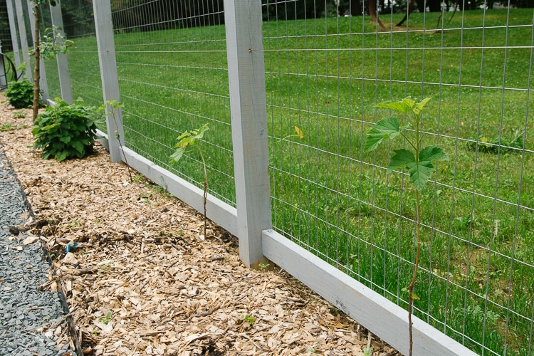 espalier currants