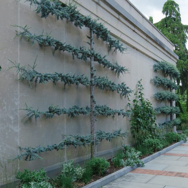 evergreen espalier