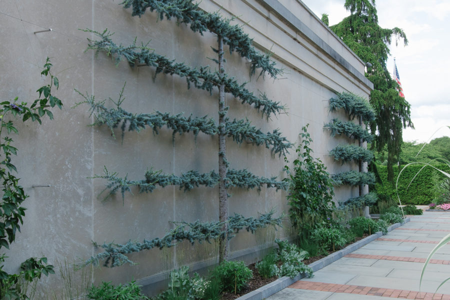 evergreen espalier