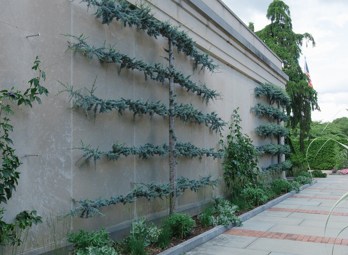 evergreen espalier