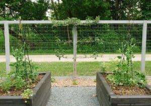 espalier apple