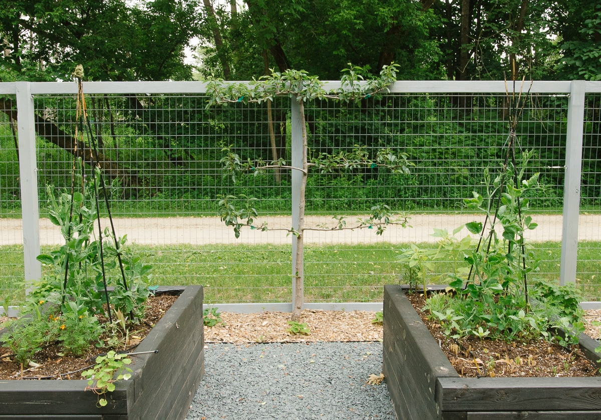 espalier apple