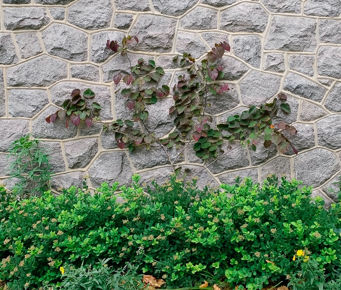 redbud espalier