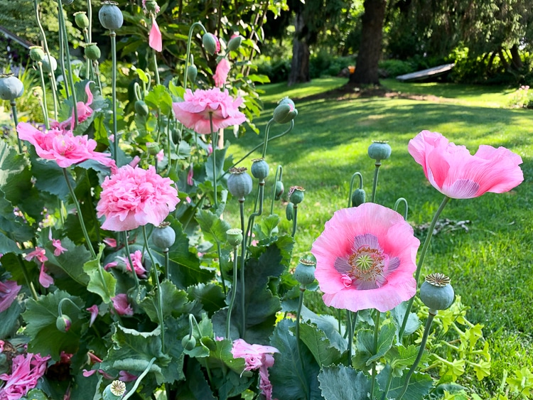 bread seed poppies