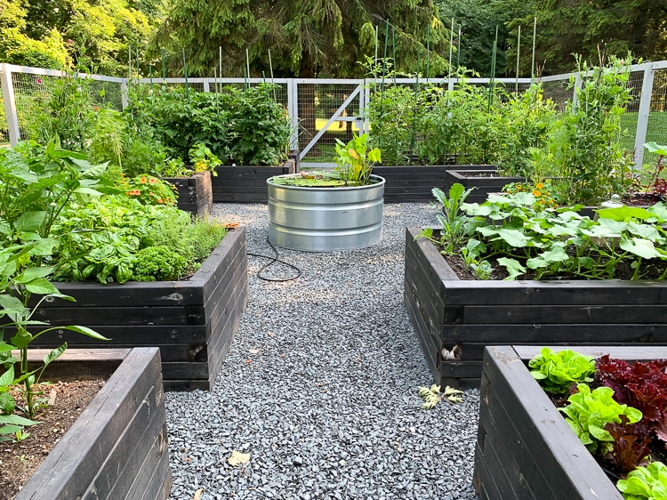 raised bed vegetable garden