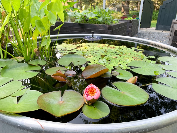 water lily in container pond