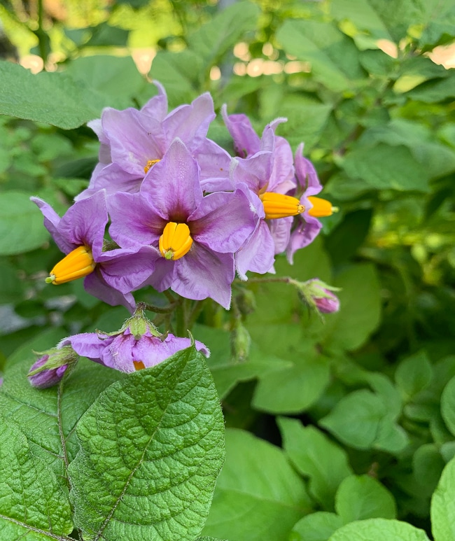 potato flowers