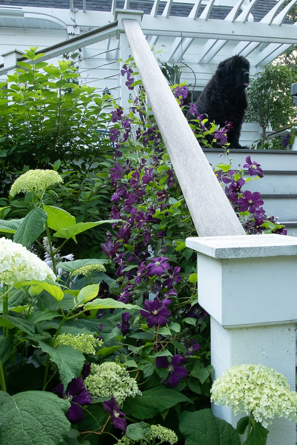 'Etoile violette' clematis