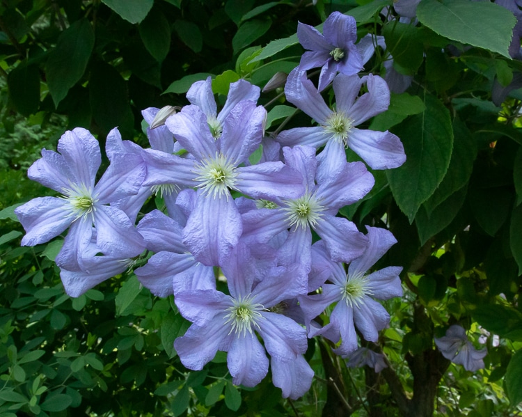 'Prince Charles' clematis