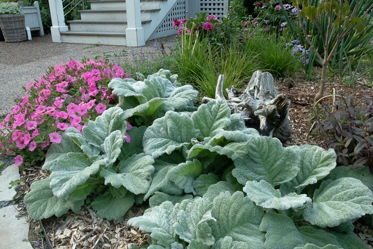 Salvia argentea