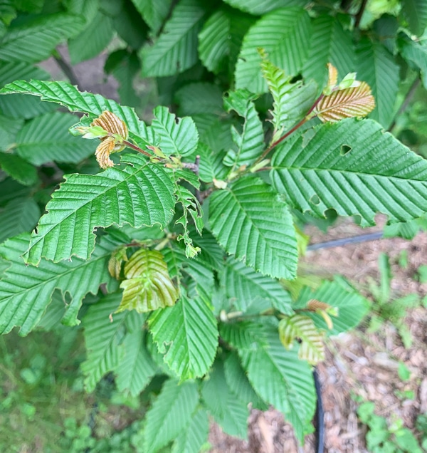 Hornbeam insect damage