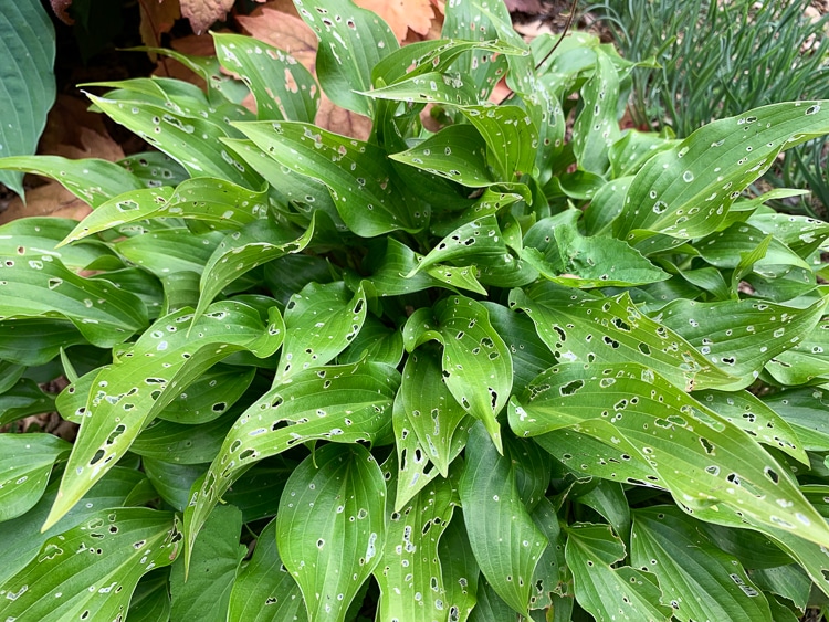 slug damage on hosta