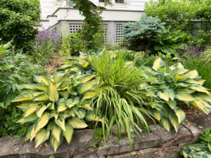 June hosta