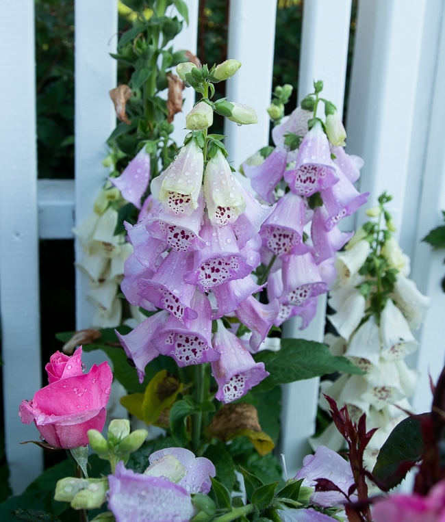 foxglove