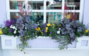 heuchera window box