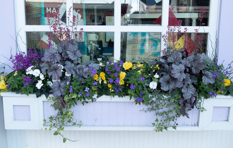 heuchera window box