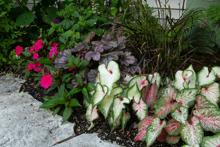 caladiums