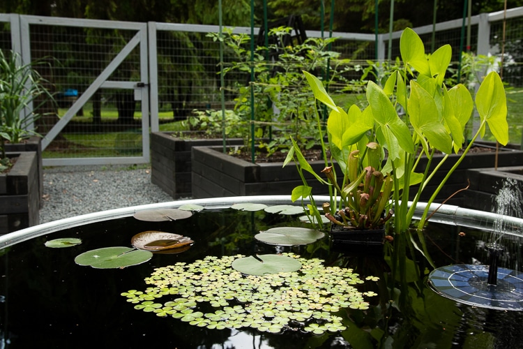 container plants