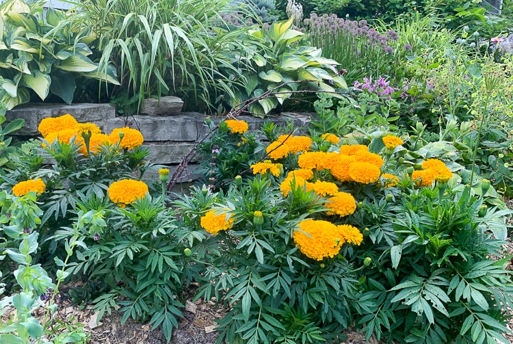 Big duck gold marigold