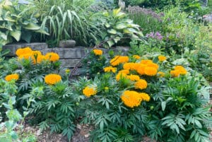 Big Duck Gold marigold