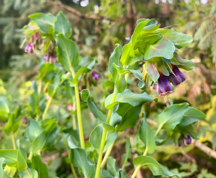 Honeywort