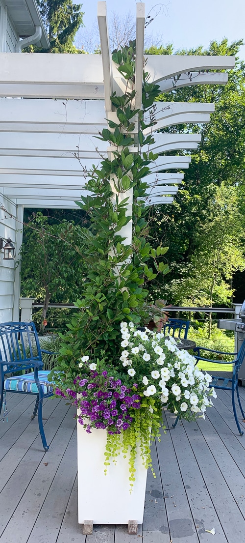 Cup and saucer vine