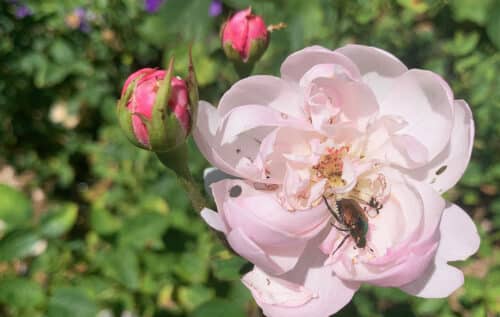 Japanese beetle in rose