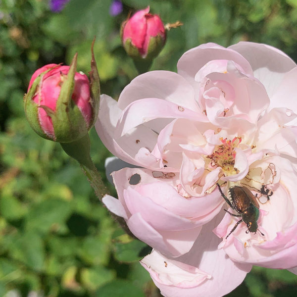 Japanese beetle in rose