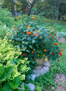 Mexican sunflower