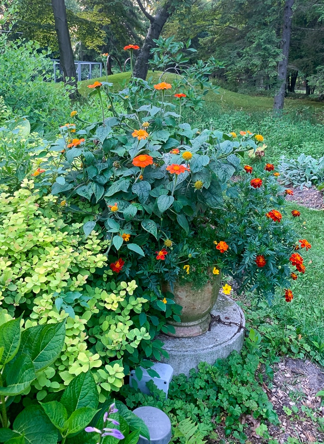 Mexican sunflower