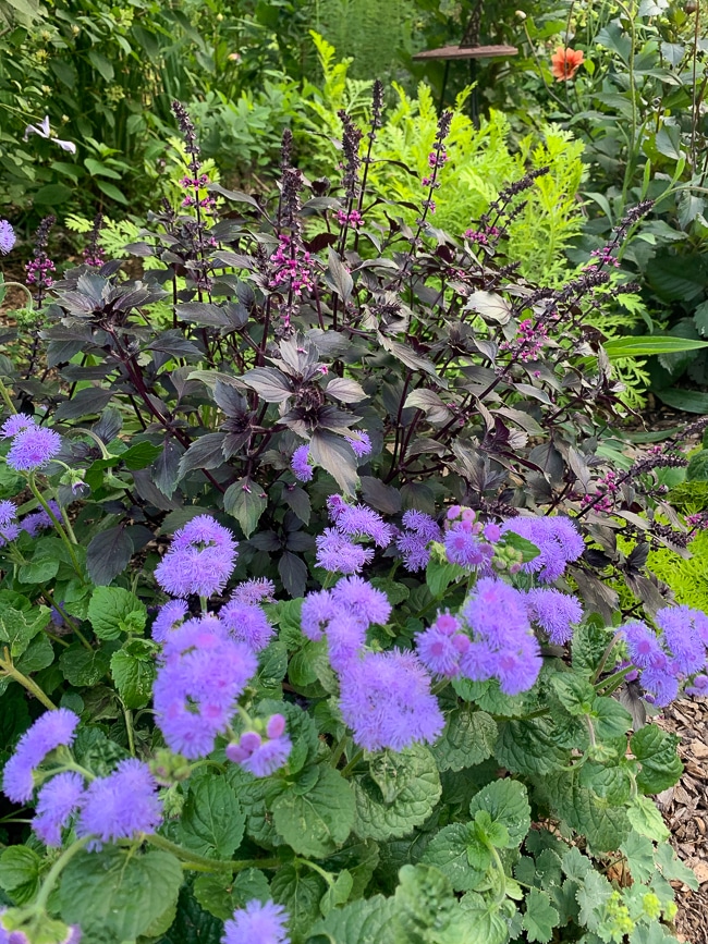 Ageratum