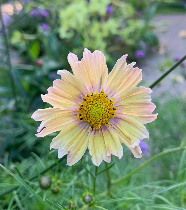 apricot lemonade cosmos