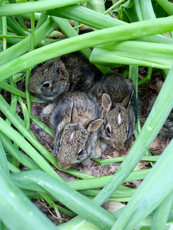 baby bunnies