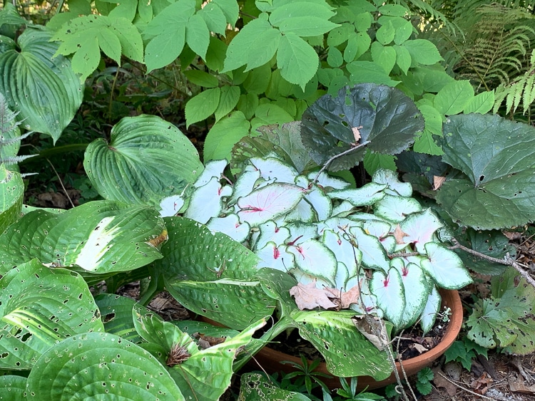 white wonder caladium