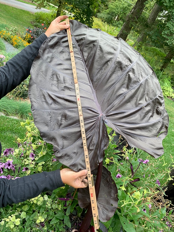 Colocasia 'Distant Memory'