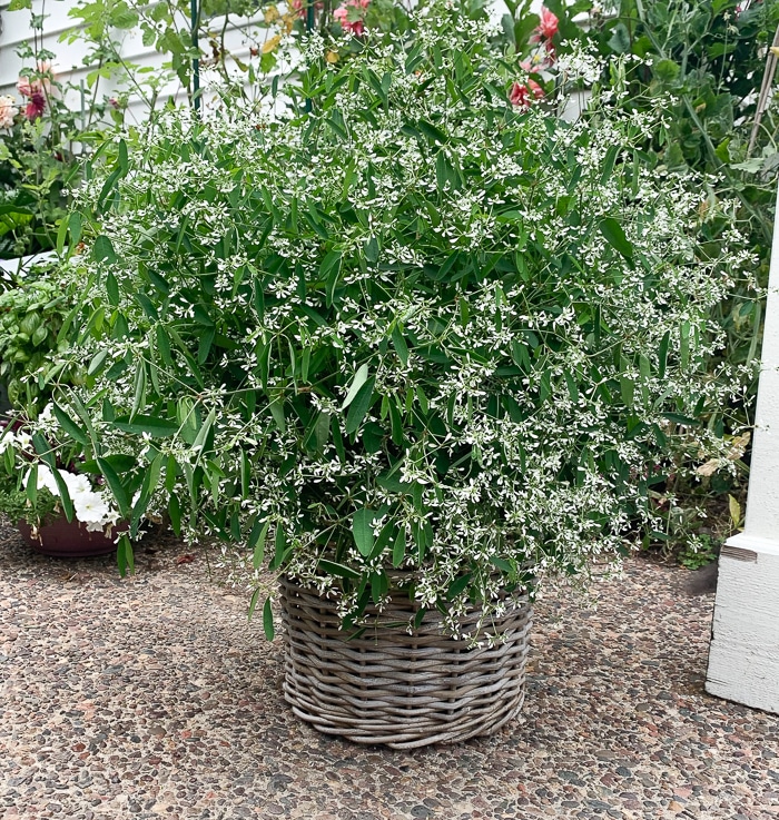 Diamond Mountain Euphorbia in a container