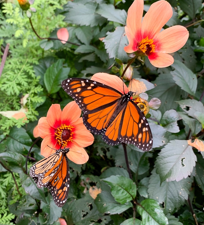 HS Date dahlia with monarchs