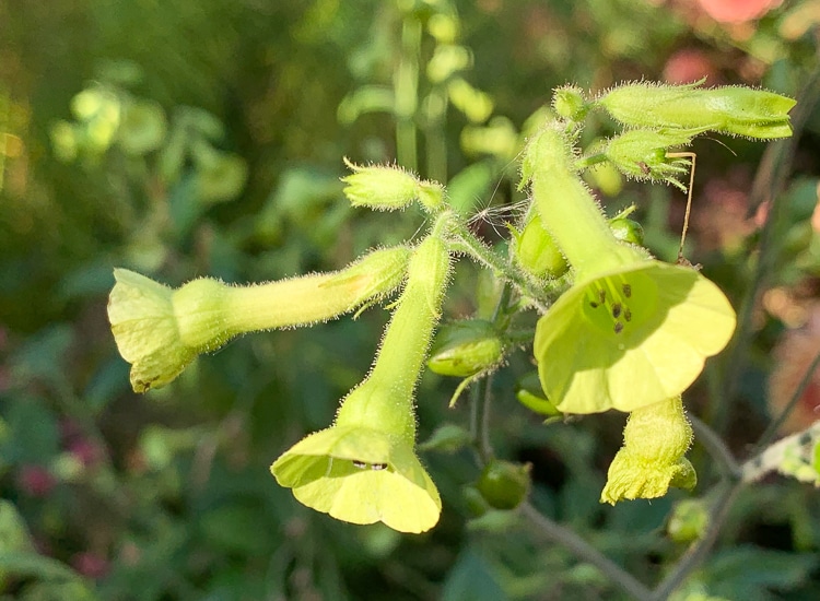 Nicotiana langsdorfii