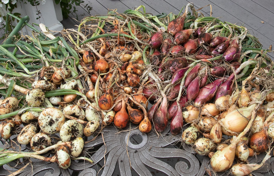 onions