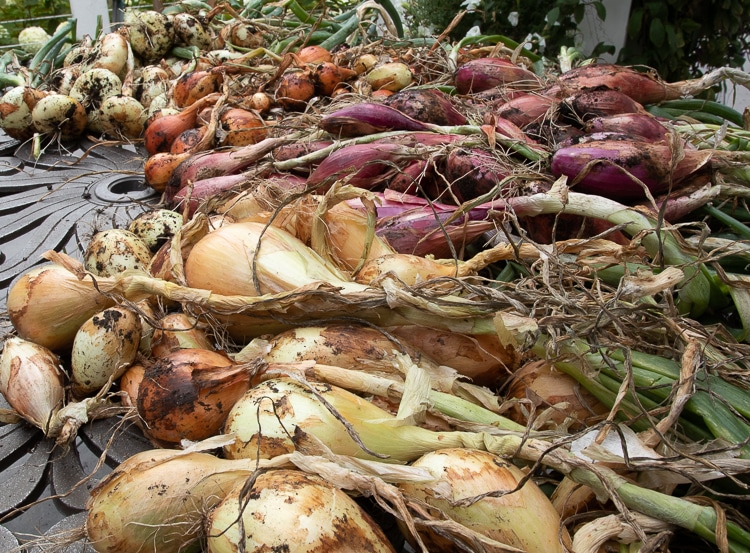 'Alisa Craig' onion