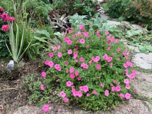 trimmed petunia