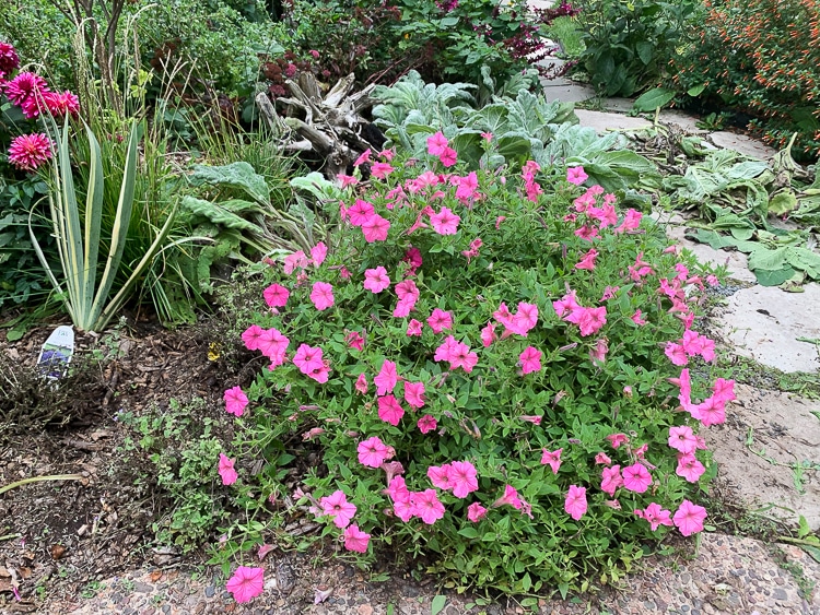 trimmed petunia