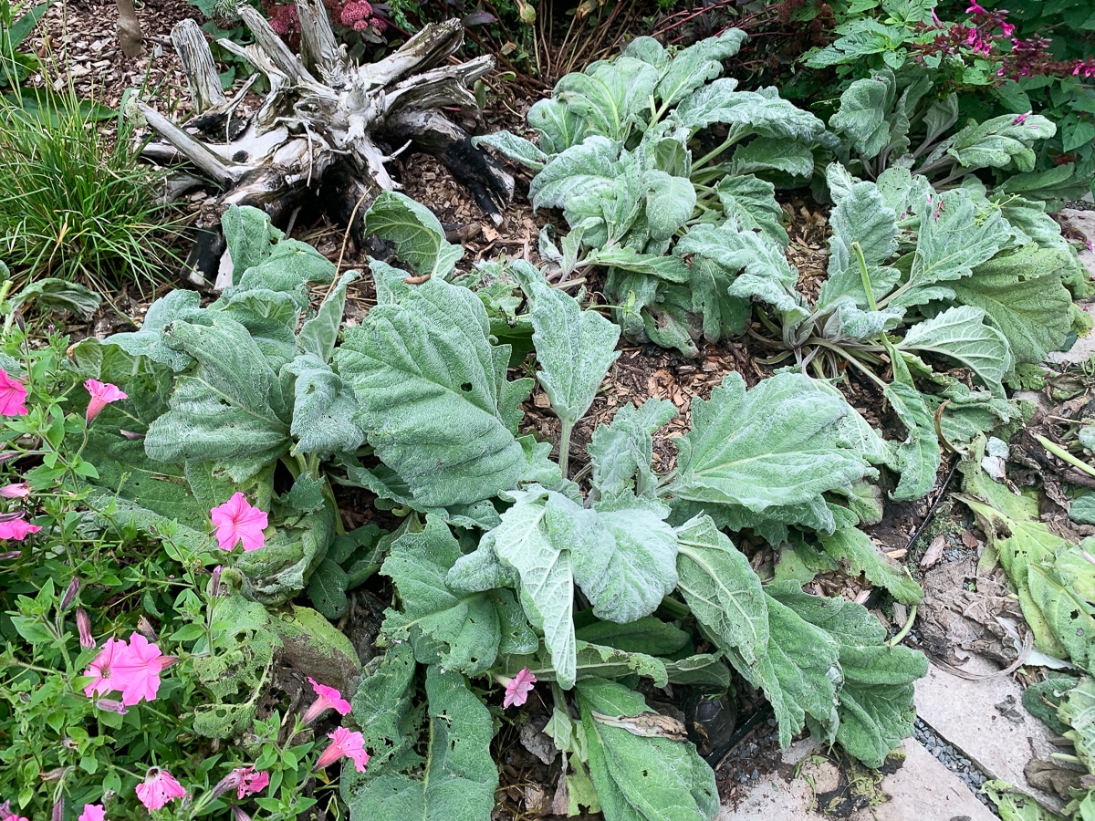 pruned silver sage